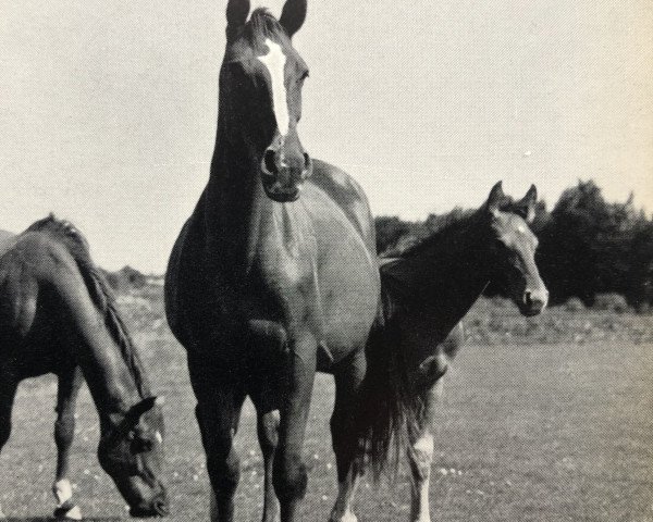 broodmare Duellpalme (Hanoverian, 1963, from Duellant 3586)