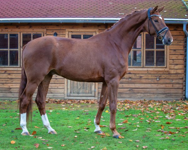 dressage horse Vitus S (Oldenburg, 2018, from Vitalis)