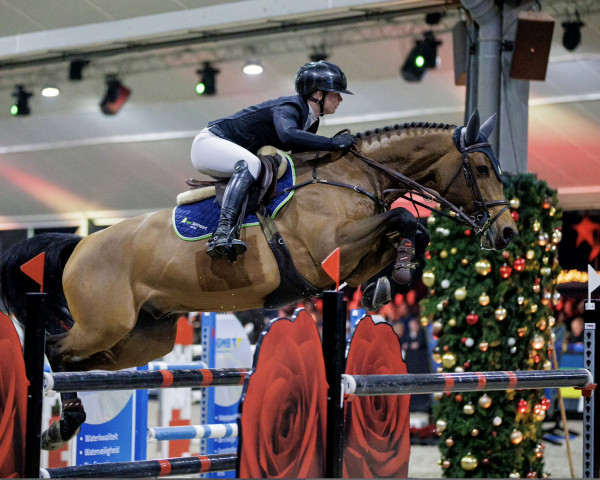 jumper Chic Fou de La Bastide (Luxembourg horse, 2015, from Chessmann van de Helle)