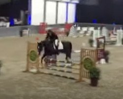 stallion Chessmann van de Helle (Holsteiner, 2011, from Casall Ask)