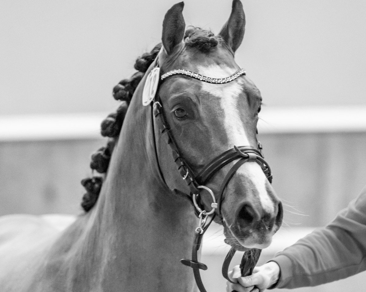 Deckhengst Casello H (Deutsches Reitpony, 2021, von Calido G)