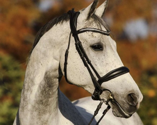 Springpferd Hermes 154 (Polnisches Warmblut, 2008, von Castilio)