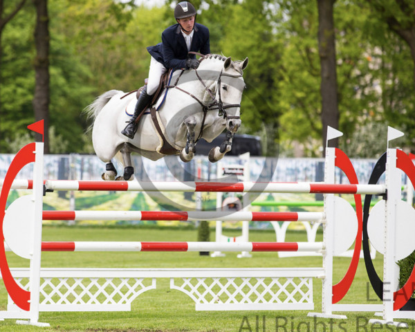 jumper Farmers Proud HS (KWPN (Royal Dutch Sporthorse), 2010, from Verdi)
