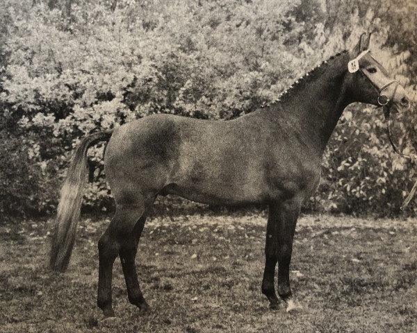 stallion Gluecksgriff (Hanoverian, 1987, from Gluecksstern) stallion Gluecksgriff (Hanoverian, 1987, from Gluecksstern)