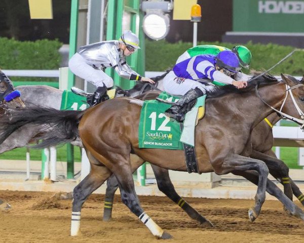 stallion Senor Buscador xx (Thoroughbred, 2018, from Mineshaft xx)