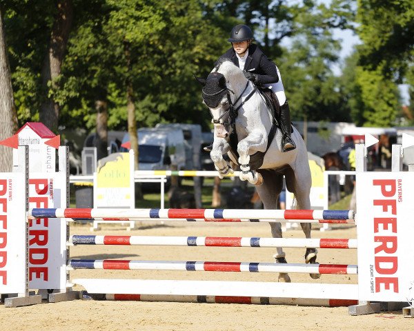 jumper Cascajan (German Sport Horse, 2016, from Clooney)