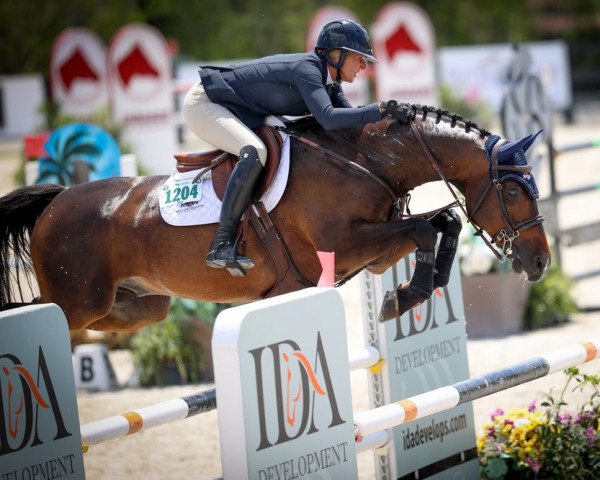 jumper Favoriet U (Danish Warmblood, 2010, from Arezzo VDL)