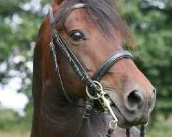Deckhengst Glen Morgan Leroy Brown (Morgan Horse, 1997, von Glamorgan Damien)