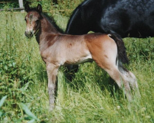 Dressurpferd Glenmorgan Pride Surprise (Morgan Horse, 2001, von Glenmorgan Nyx Surprise) Dressurpferd Glenmorgan Pride Surprise (Morgan Horse, 2001, von Glenmorgan Nyx Surprise)