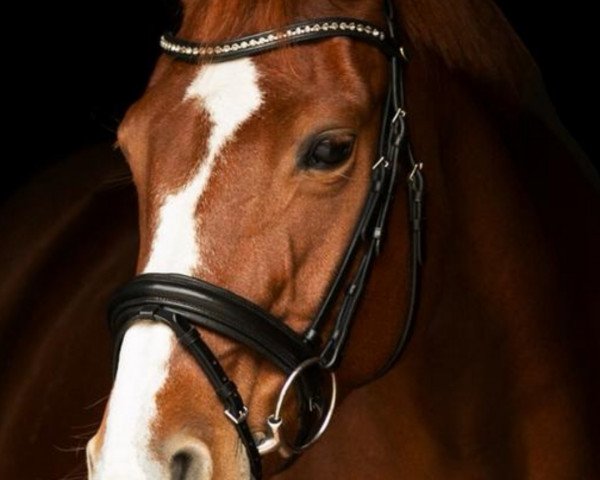 horse Ilka 91 (Oldenburg, 2001, from Shine On)