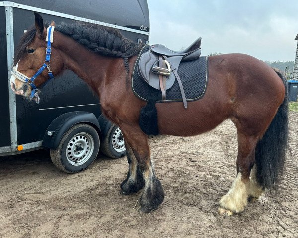 horse Briska (Saxon-Thuringian Draughthorse, 2012)