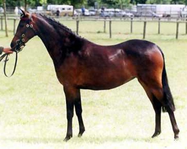 horse Cusop Juliet (British Riding Pony, 1997, from Cusop Dimension)