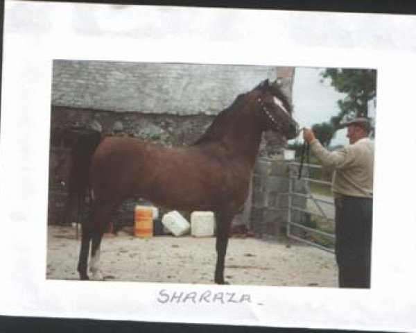 stallion Sharaza ox (Arabian purebred, 1975, from The Shah)