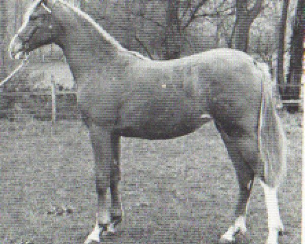 broodmare Carrick Yemette ox (Arabian purebred, 1971, from Mikeno 1949 ox)