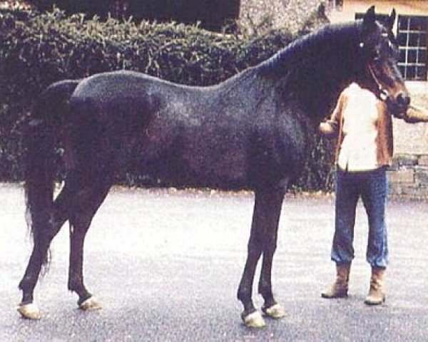 Deckhengst The Shah (Vollblutaraber, 1966, von Fabah 1950 ox)