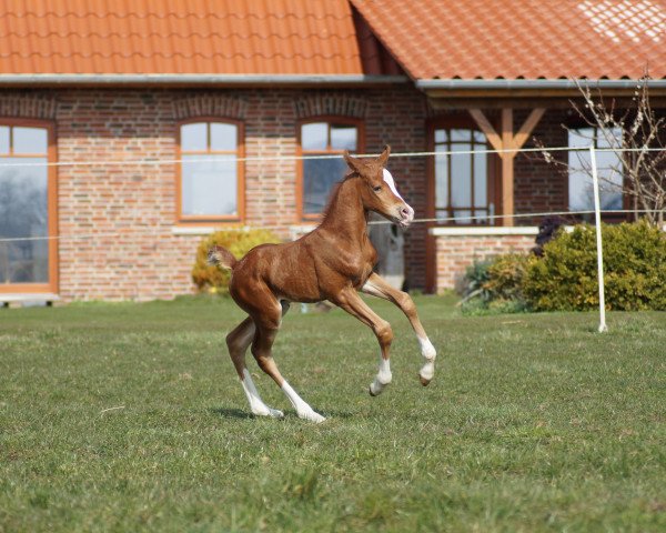 horse Nabeau vom Moorstein (German Riding Pony, 2022, from Neverland WE)