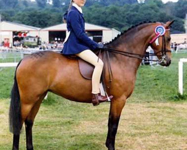 broodmare Cusop Jubilation (Welsh Partbred, 1968, from Cusop Hoity-Toity)