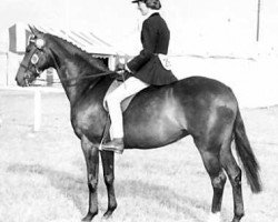broodmare Cusop Jittino (British Riding Pony, 1956, from Bwlch Valentino)