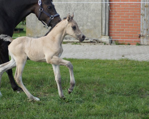 broodmare Pearly Pepper vom Moorstein (German Riding Pony, 2023, from Gold Garant)