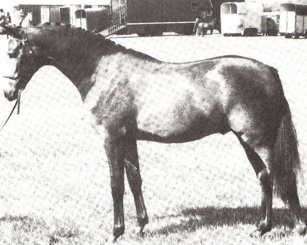 stallion Trellech Genesis (British Riding Pony, 1978, from Bwlch Hill Wind)