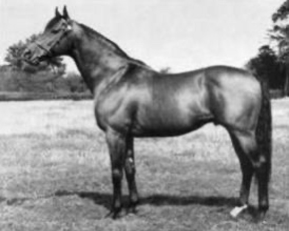stallion Bleep-Bleep xx (Thoroughbred, 1956, from Hard Sauce xx)
