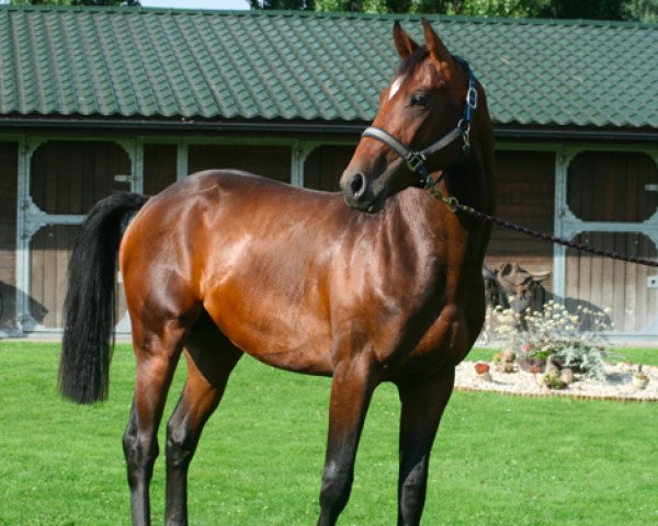 Pferd Gummy van de Moskifarm (Belgium Sporthorse, 2012, von Doree van de Moskifarm)