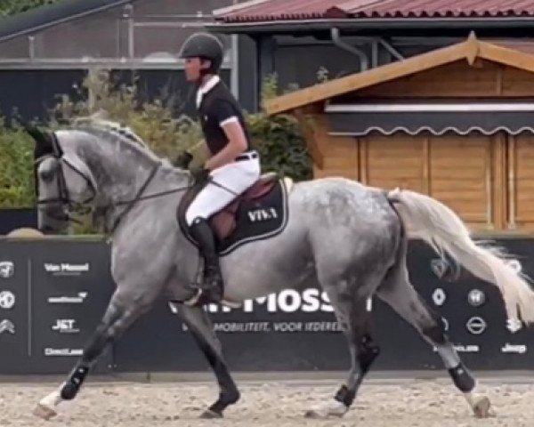 jumper Quentin van de Moskifarm (Belgian Warmblood, 2016, from Doree van de Moskifarm) jumper Quentin van de Moskifarm (Belgian Warmblood, 2016, from Doree van de Moskifarm)