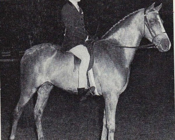 stallion Criban Dash (Welsh Partbred, 1960, from Bwlch Valentino)