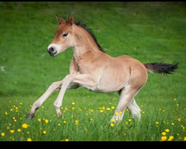 horse Caramelbonbon (German Riding Pony, 2013, from Caramel FH WE)