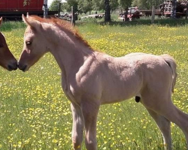 horse Der König von Mallorca (German Riding Pony, 2018, from Dimension AT NRW)
