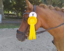 broodmare What's App 6 (German Riding Pony, 2013, from Dornik B)