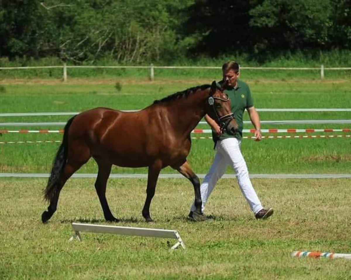 broodmare What else 7 (German Riding Pony, 2015, from FS Don't Worry)