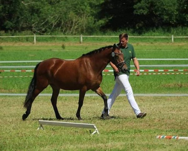 broodmare What else 7 (German Riding Pony, 2015, from FS Don't Worry)