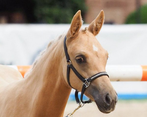 horse Endless Love (German Riding Pony, 2023, from Global Champion WE)