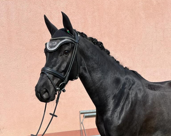 dressage horse Rosa Lee THD (Oldenburg show jumper, 2016, from Raccato KWG)