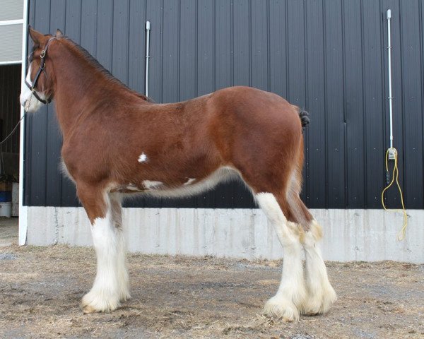 broodmare Zorra Highland Kaki's Amber (Clydesdale, 2015, from Doura Above All)
