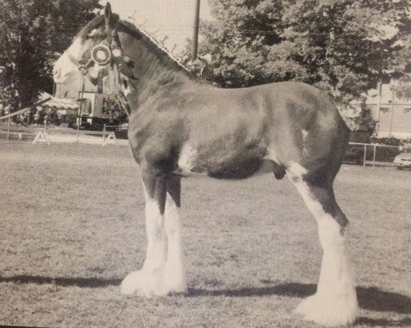 horse Zorra Highland Tyson (Clydesdale, 1997, from CIE Stepping Stone)