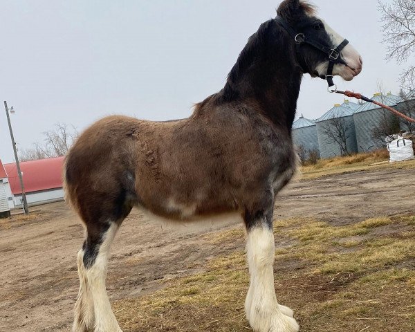 Zuchtstute Willow Way Xamora (Clydesdale, 2023, von Thorpe Hill Bomber)