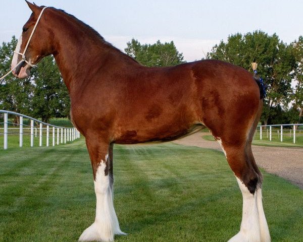 Zuchtstute Willow Way Verity (Clydesdale, 2021, von Thorpe Hill Bomber)
