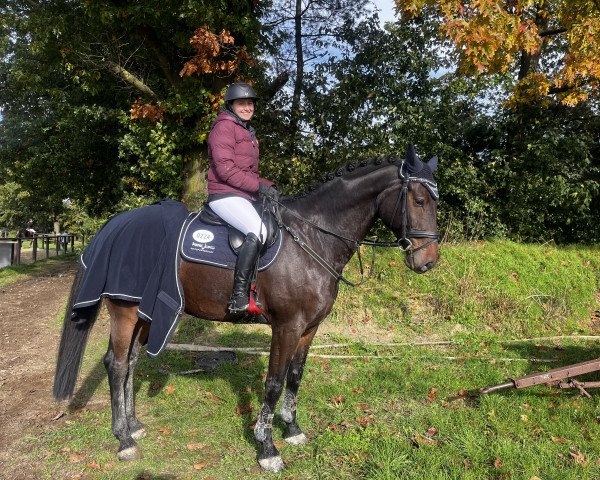 Springpferd Mc Monty (Westfale, 2013, von Monte Cain)