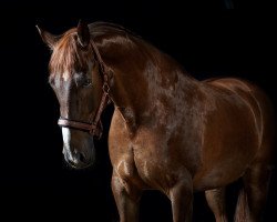 horse FD Filou (Westphalian, 2008, from Forinth)