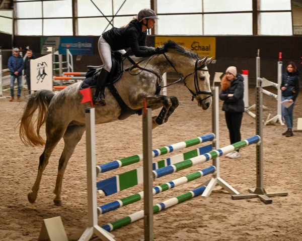 jumper Christallo de Casall (Holsteiner, 2017, from Casaltino)