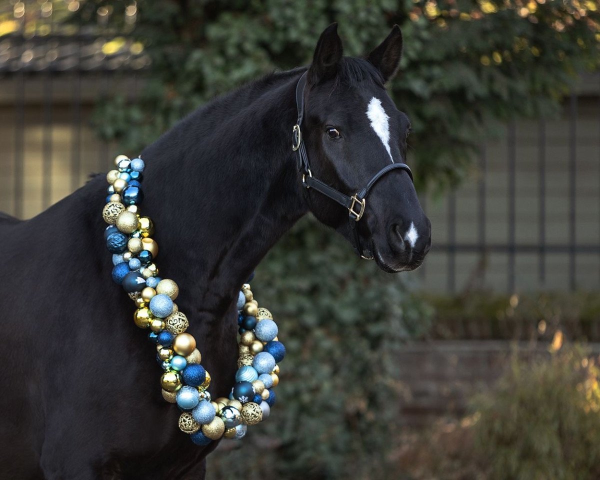 horse Duvaldu (Westphalian, 2016, from Duvalier 21)