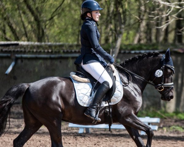 dressage horse Beauty 664 (Pony without race description, 2016, from Unbekannt Pony)