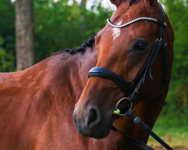 broodmare Spicy Quintessa (German Sport Horse, 2011, from Quaterback)