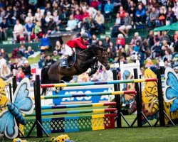 jumper Catinka 25 (Oldenburg, 2009, from Catoki)