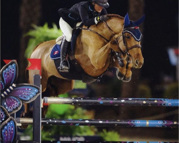 jumper Etincelle de L'Isle (Selle Français, 2014, from Urlevent du Bary)