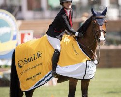 jumper Kitting des Hausseurs (Belgian Warmblood, 2010, from Winningmood van de Arenberg)