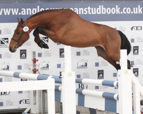 stallion Merlijn vd Bisschop (Belgian Warmblood, 2012, from Flipper d'Elle)