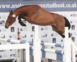 stallion Merlijn vd Bisschop (Belgian Warmblood, 2012, from Flipper d'Elle)